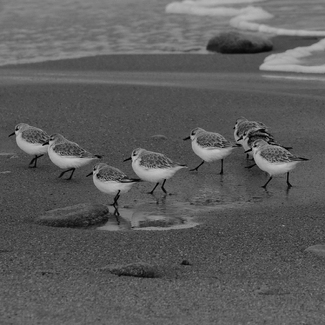 Sandpiper 2 Sandpiper 2