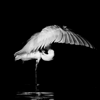 preening egret