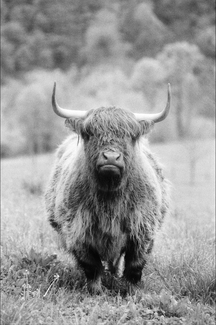 Bonnie Laurie Bonnie Laurie