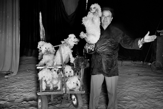 Dog Wrangler Dog Wrangler