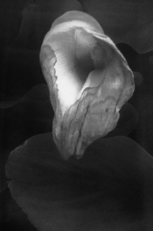 Lasting Lily Lasting Lily