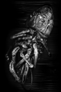 Aquatic Animal Aquatic Animal