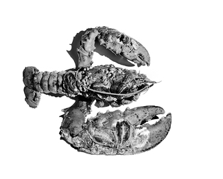 Sea Warrior Sea Warrior