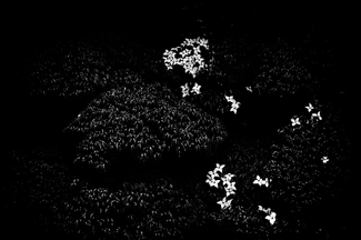 The Plants | Cornus The Plants | Cornus