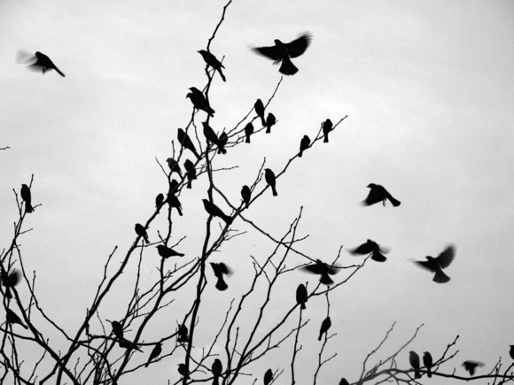 Untitled (Birds)
