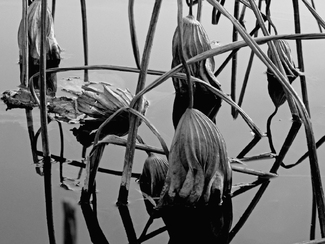 Untitled (Dead Lotus Flowers) Untitled (Dead Lotus Flowers)
