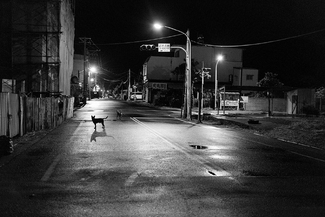 Untitled (Dogs in Hengchun) Untitled (Dogs in Hengchun)