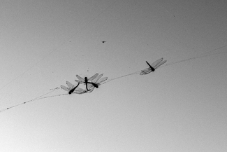 Dragonflies Caught In Spider Web Dragonflies Caught In Spider Web