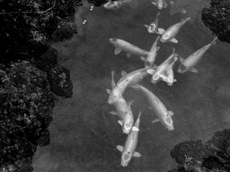 Untitled (Koi) Untitled (Koi)