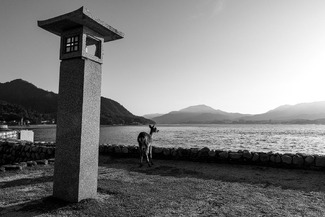 Deer of Miyajima Deer of Miyajima