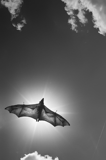 Pteropus-vampyrus Pteropus-vampyrus