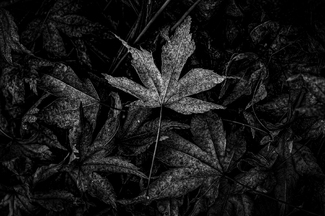 Goodbye, Fall Goodbye, Fall