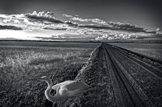 Northern California Rice Fields with Egret Northern California Rice Fields with Egret