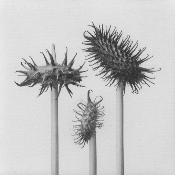 Untitled XIII, Seeds