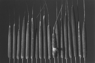 Untitled II, Seeds Untitled II, Seeds