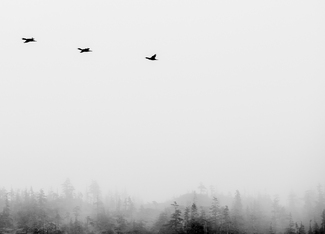 Cormorants on White