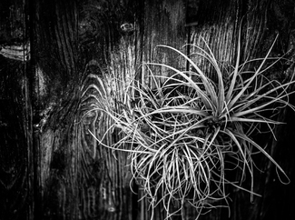 Competing Textures Competing Textures