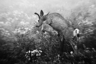 Clearing the Top Wire Clearing the Top Wire