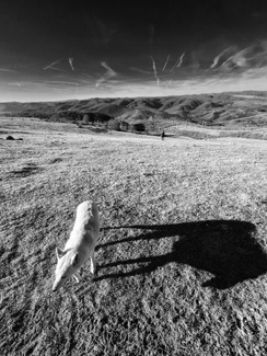 Devotion in Black@White Devotion in Black@White