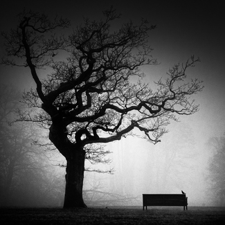 A Near Future A Near Future