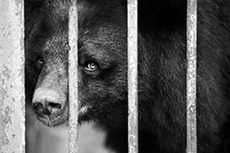 Moon Bear Moon Bear