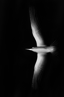 Dark Flight Dark Flight