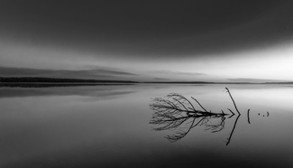 A Drowned Tree and the Far Shore A Drowned Tree and the Far Shore