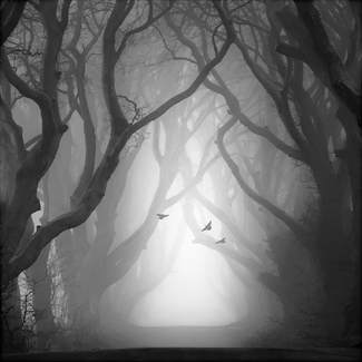 Morning Flight Morning Flight