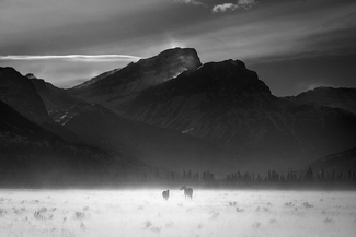 Winter Field, Alberta Winter Field, Alberta