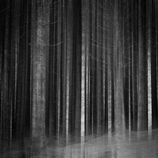 A Study Of Trees A Study Of Trees