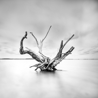 DRIFTWOOD