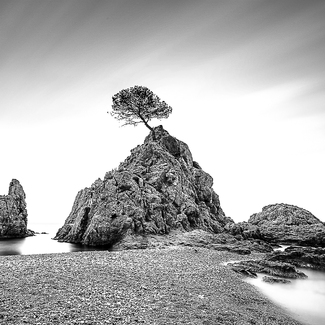 Tossa tree Tossa tree