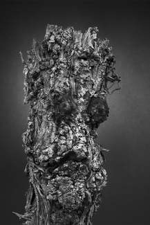 Wine Vine 340 Wine Vine 340