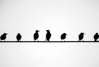 Birds on a Wire Birds on a Wire