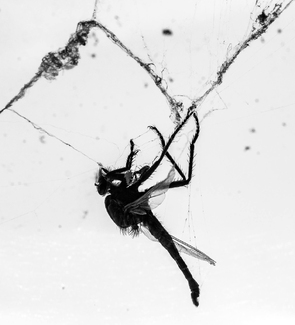Dragonfly in Cobwebs Dragonfly in Cobwebs