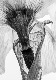 Flower Stem Flower Stem