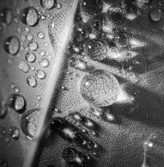Water Drops Water Drops