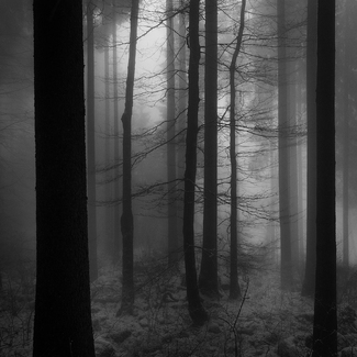 Dezemberwald Dezemberwald
