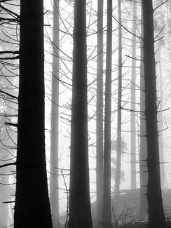 Fichtenacker.1 Fichtenacker.1