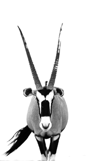 Ghost buck Ghost buck