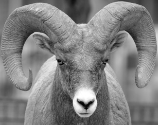 Stare Of The Ram