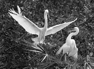 Building The Nest Building The Nest