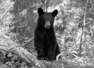 Black Bear 2727