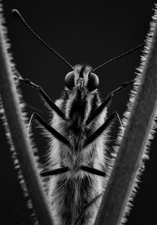 Swallowtail Swallowtail