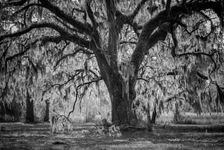 Lowcountry CLassic