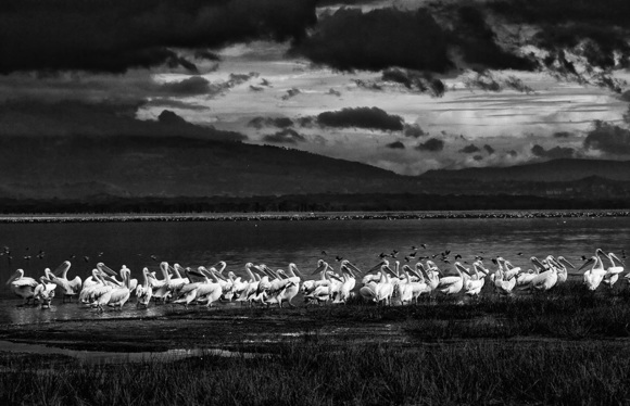 Pelicans at Lake Nakuru