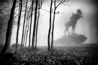 Cold fog in the Park Cold fog in the Park