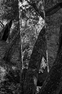 Mixed Vantage #5, Continuity Mixed Vantage #5, Continuity