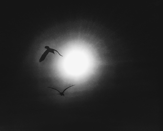 Icarus Icarus
