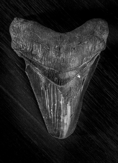 Ancient Terror Ancient Terror